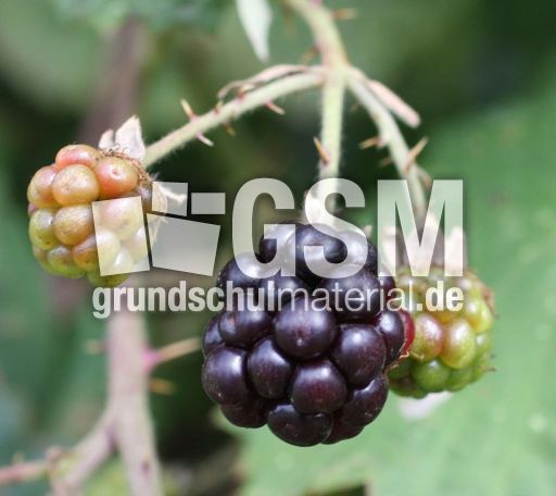 Brombeeren-036.jpg